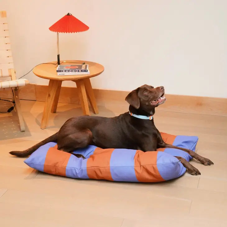 Approved by Fritz - Baby Blue/Orange Collar