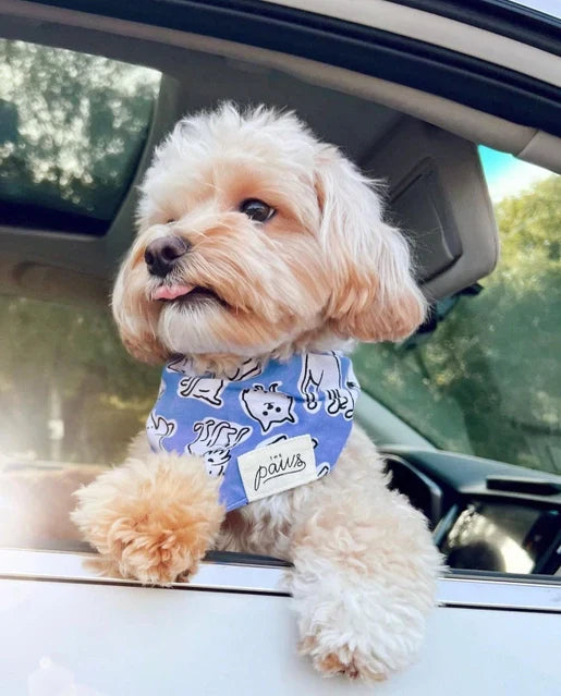 The Paws Bandana - Dog Walk
