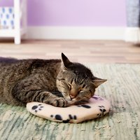 Snugglesafe Heating Pad