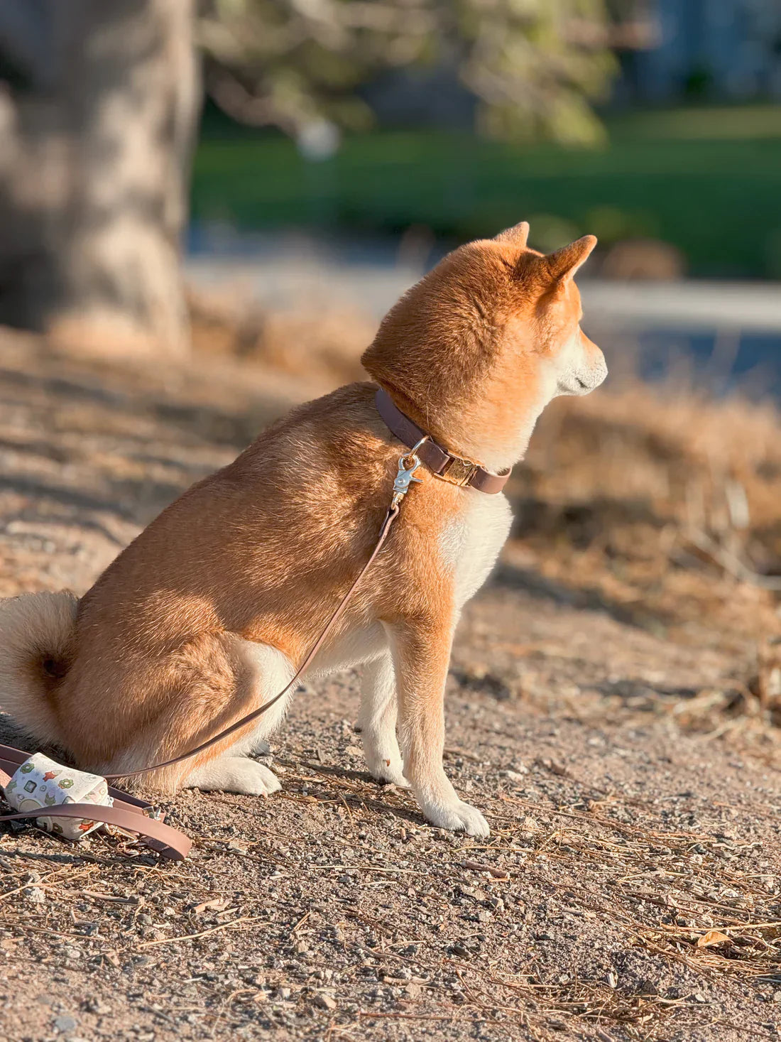 Sunny Tails Waterproof Collar - Espresso